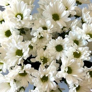 Meet your Posher, Maggy